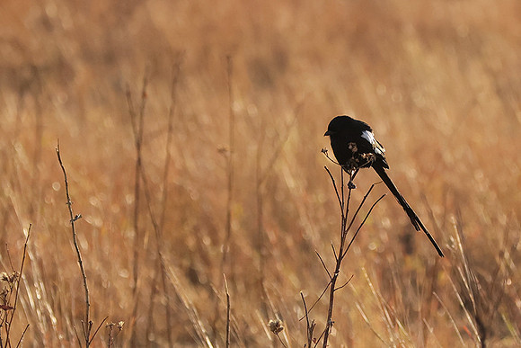 Long-tailed shrike - Hwange
