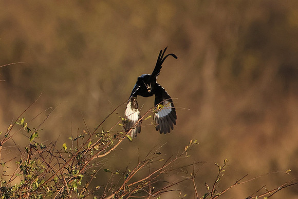 Long-tailed shrike - Hwange