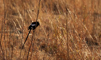 Long-tailed shrike - Hwange