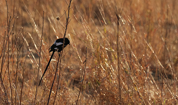 Long-tailed shrike - Hwange