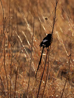 Long-tailed shrike - Hwange