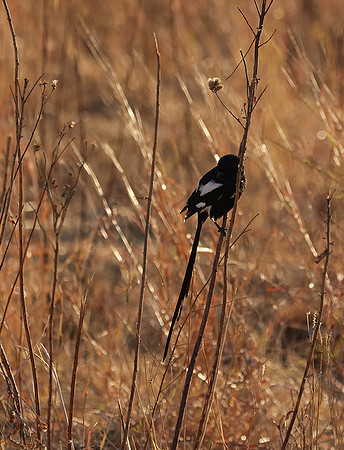 Long-tailed shrike - Hwange