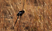Shrikes