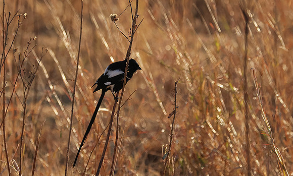 Long-tailed shrike - Hwange