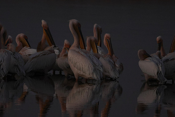 White pelicans - Hwange