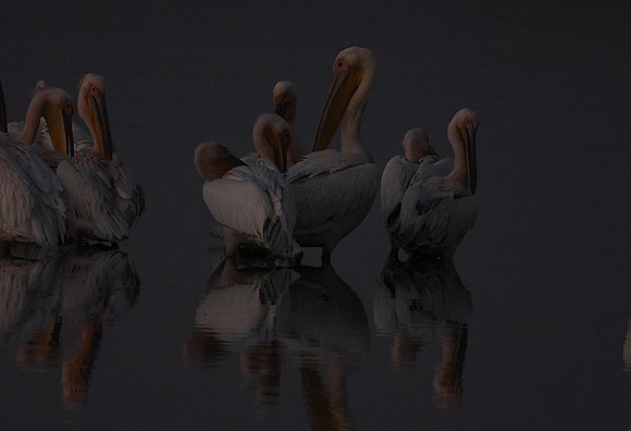 White pelicans - Hwange