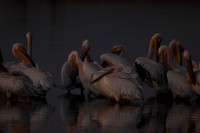 Pelicans