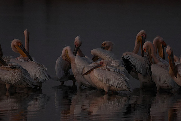 White pelicans - Hwange