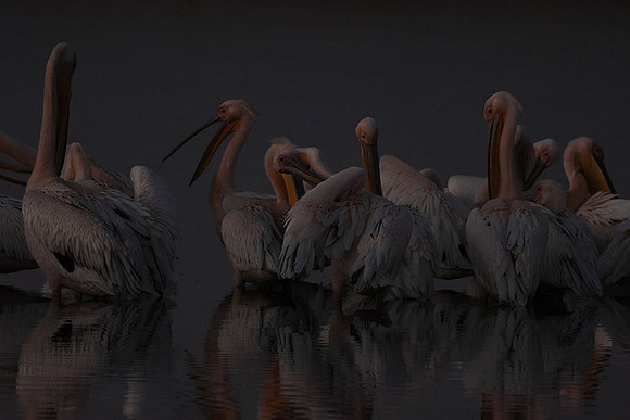 White pelicans - Hwange