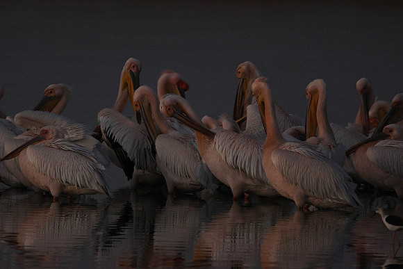 White pelicans - Hwange