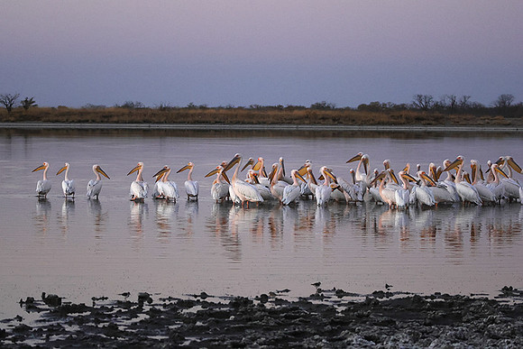 White pelicans - Hwange