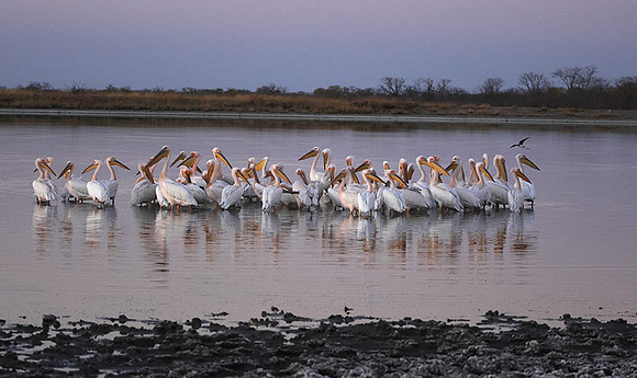 White pelicans - Hwange