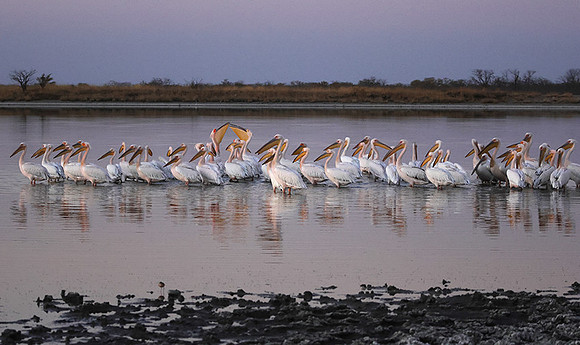 White pelicans - Hwange