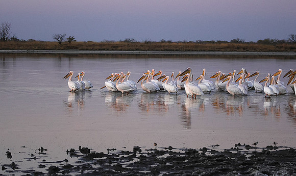 White pelicans - Hwange
