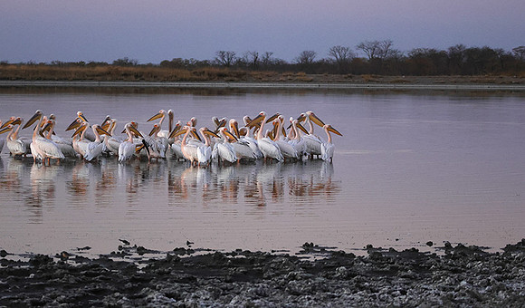 White pelicans - Hwange