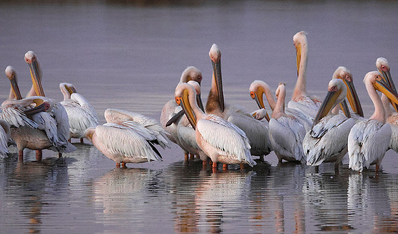 White pelicans - Hwange