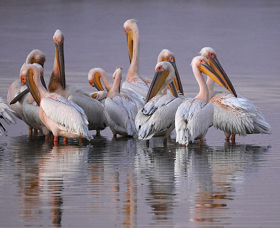 White pelicans - Hwange