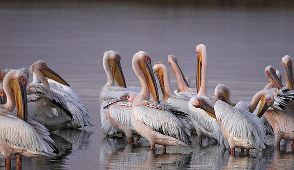White pelicans - Hwange