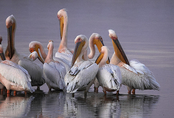 White pelicans - Hwange