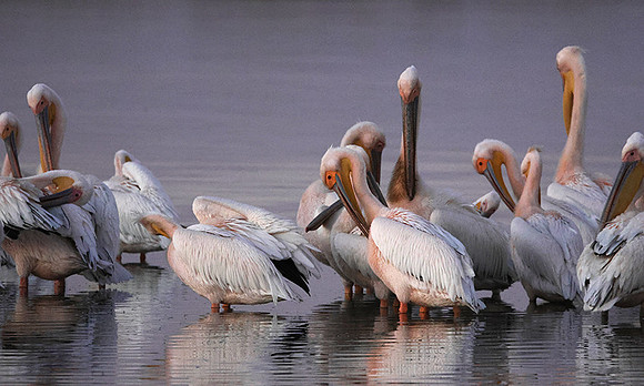White pelicans - Hwange