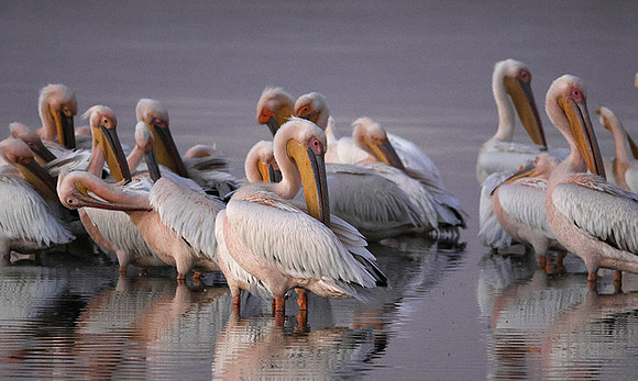 White pelicans - Hwange