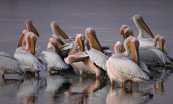 White pelicans - Hwange
