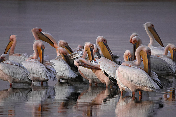 White pelicans - Hwange