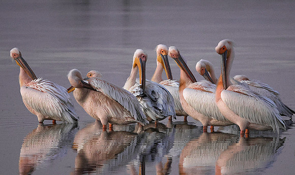 White pelicans - Hwange