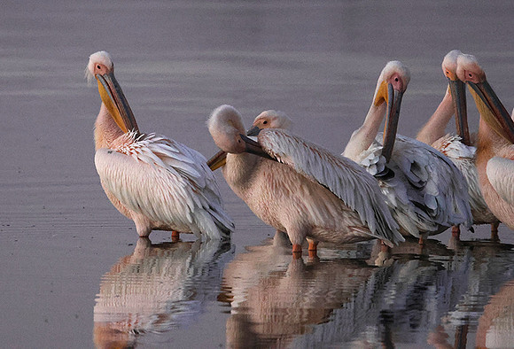 White pelicans - Hwange