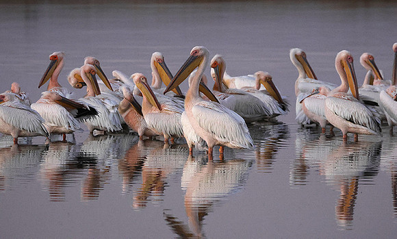 White pelicans - Hwange