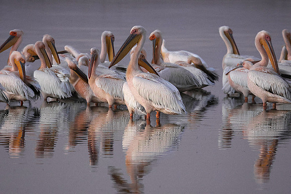 White pelicans - Hwange