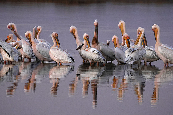 White pelicans - Hwange