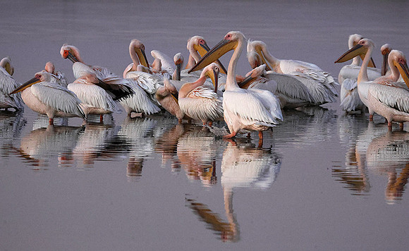 White pelicans - Hwange