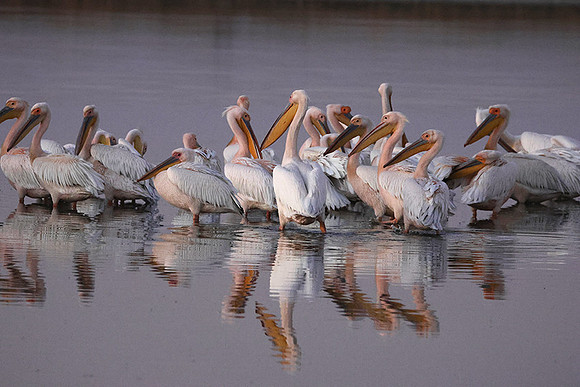 White pelicans - Hwange