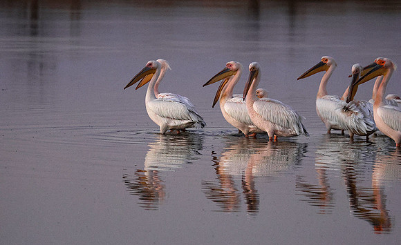 White pelicans - Hwange
