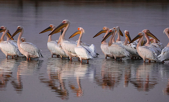 White pelicans - Hwange