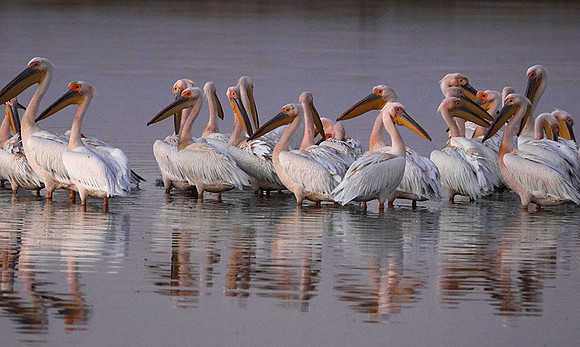 White pelicans - Hwange