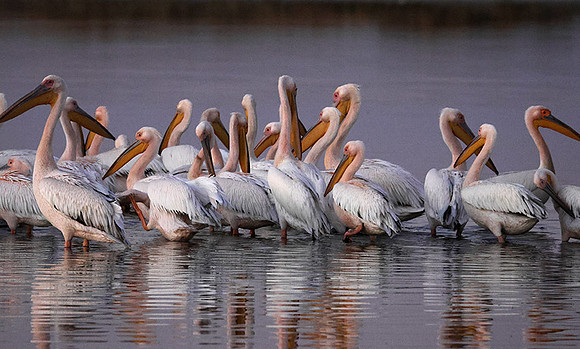 White pelicans - Hwange