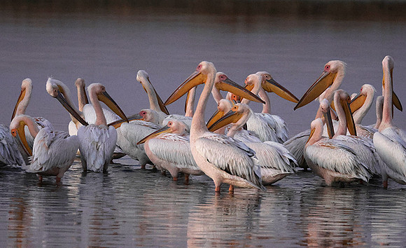 White pelicans - Hwange