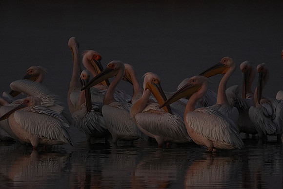 White pelicans - Hwange