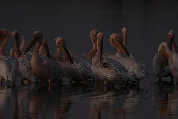 White pelicans - Hwange