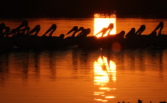 White pelicans - Hwange