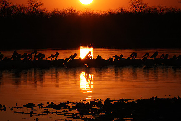 White pelicans - Hwange