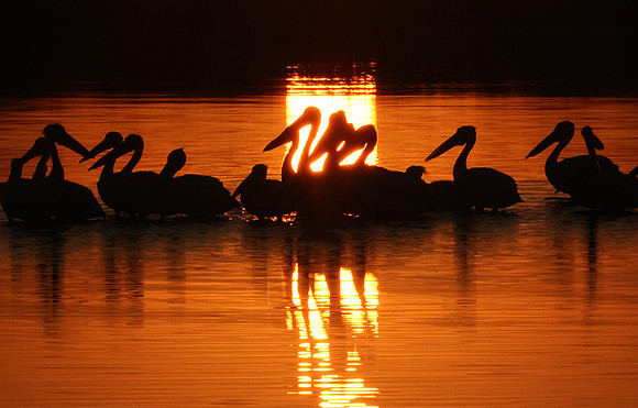 White pelicans - Hwange