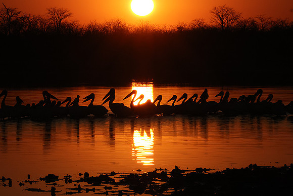 White pelicans - Hwange
