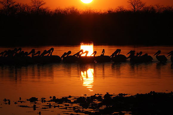 White pelicans - Hwange