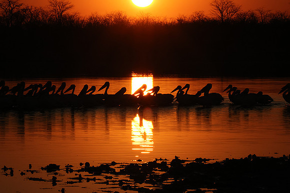 White pelicans - Hwange