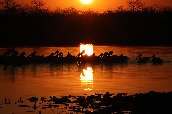 White pelicans - Hwange