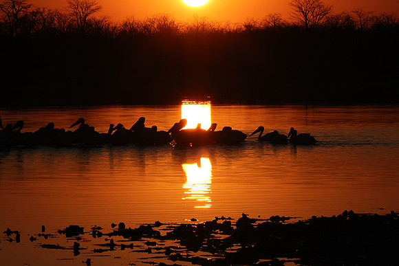 White pelicans - Hwange