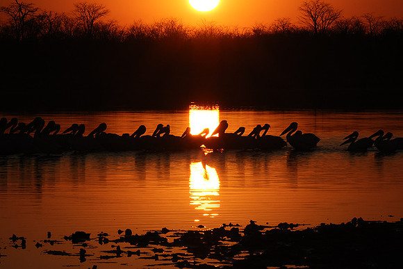 White pelicans - Hwange